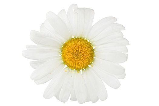 黄春菊,隔绝,白色背景
