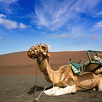 骆驼,兰索罗特岛,帝曼法雅,火山