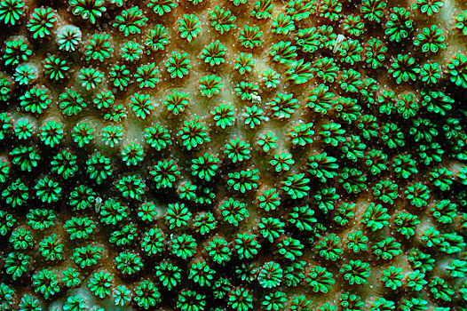 绿色,珊瑚,特写,马尔代夫,印度洋