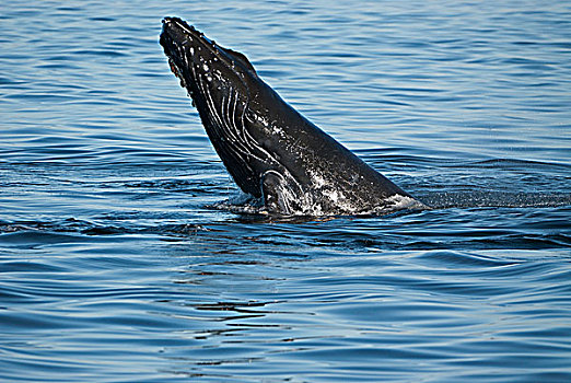 驼背鲸,下巴,拍击,弗雷德里克湾,东南阿拉斯加,夏天