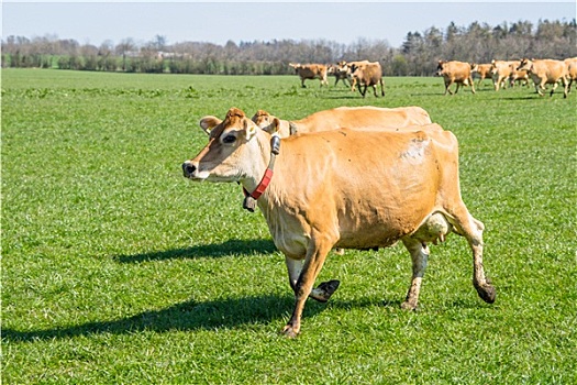 泽西种乳牛,牛,跑,地点