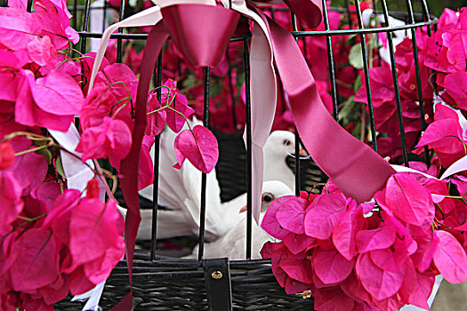 白鸽,笼子,装饰,叶子花属,婚礼,庆贺