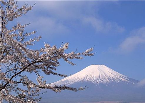 樱花,山,富士山