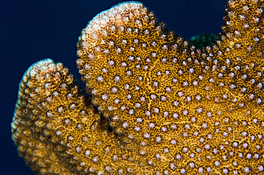 硬珊瑚,特写,珊瑚类,彩虹,礁石,斐济