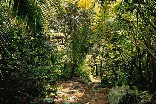 热带森林,拉迪戈岛,塞舌尔