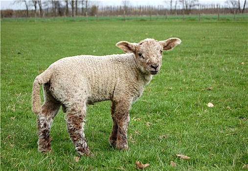 年轻,羊羔,褐色,羊毛