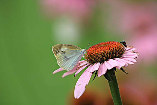 松果菊,蝴蝶