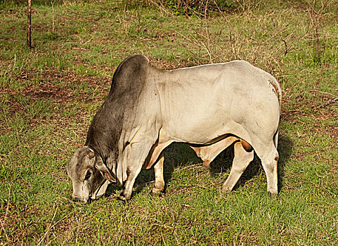 公牛,澳大利亚人,菜牛