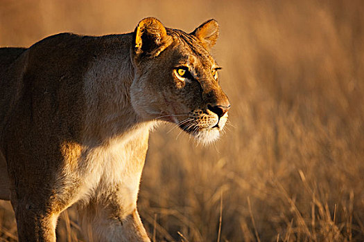非洲狮,狮子,女性,尾随,莫雷米禁猎区,奥卡万戈三角洲,博茨瓦纳
