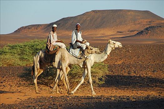 游牧,骆驼,麦罗埃,苏丹