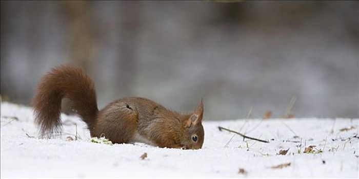 欧亚红松鼠,松鼠,冬天,雪中,食物,英格兰