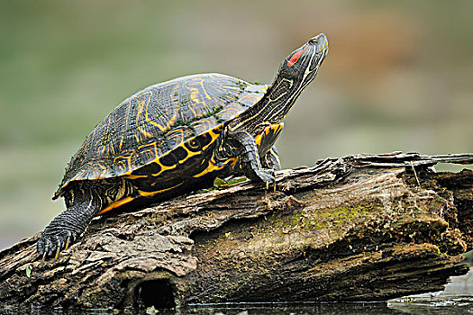 休息,龟,布拉索斯湾州立公园,德克萨斯,美国
