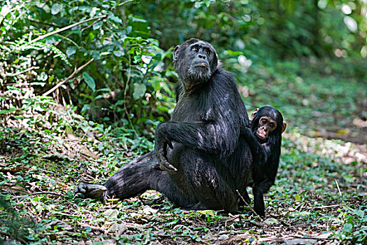黑猩猩,类人猿,1岁,幼仔,西部,乌干达