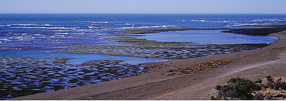 海豹,海岸线,瓦尔德斯半岛,阿根廷