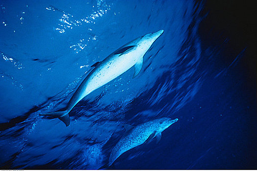 水下视角,斑海豚,小,巴哈马,堤岸