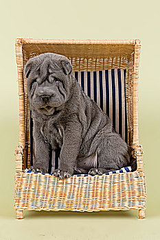 沙皮犬,小狗,8星期大,雄性,蓝色,微型,沙滩椅