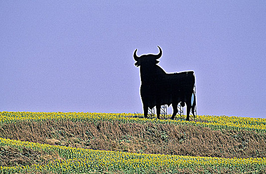 西班牙,安达卢西亚,公牛,土地