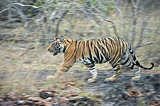 孟加拉虎,虎,老,幼兽,走,班德哈维夫国家公园,印度