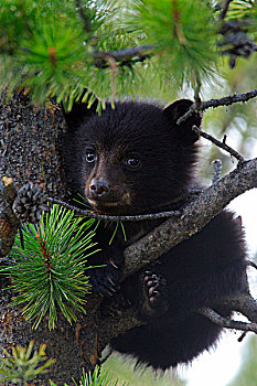 小,黑熊,幼兽,美洲黑熊
