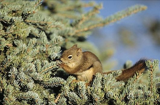 红松鼠,坐,枝条,吃,卡特麦国家公园,美国,特写