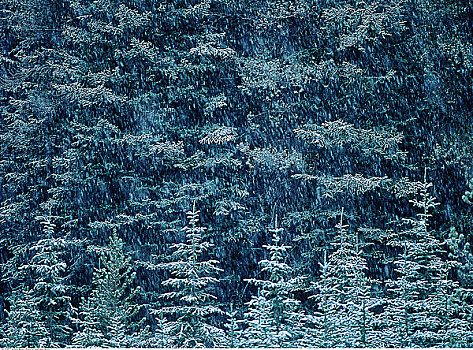 下雪,上方,树林