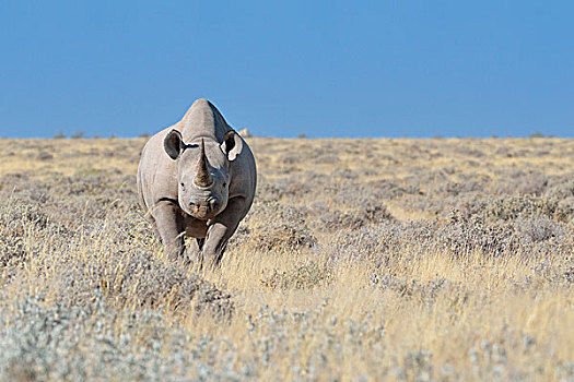 黑犀牛,雄性,站立,干草,埃托沙国家公园,纳米比亚,非洲