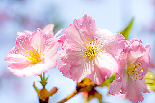 樱花节