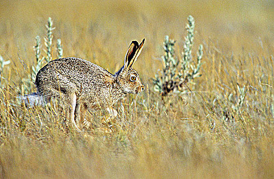 白尾,北美野兔,跑,加拿大