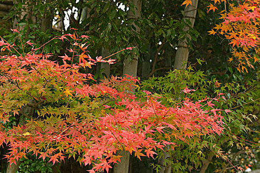 秋色,京都,日本