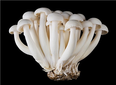 白色,山毛榉,蘑菇,黑色背景,背景