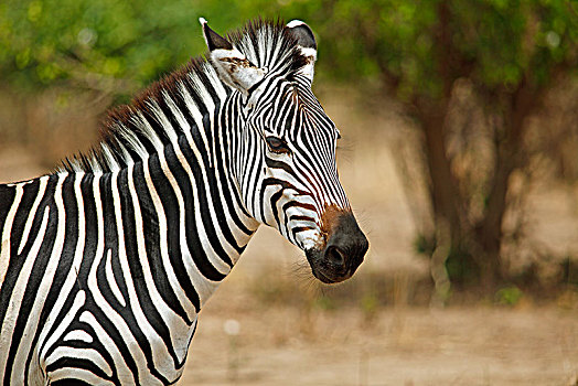 平原斑马,马,斑马,动物,南卢安瓜国家公园,赞比亚,非洲