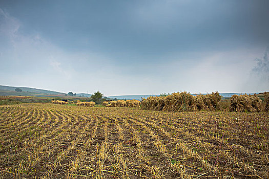 草原的田野