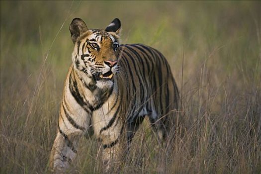 孟加拉虎,虎,走,高,干草,干燥,季节,四月,班德哈维夫国家公园,印度