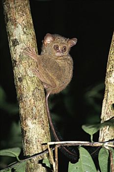 跗猴,雨林,苏拉威西岛,印度尼西亚