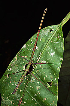 竹节虫,保护色,叶子,国家公园,亚马逊雨林,厄瓜多尔