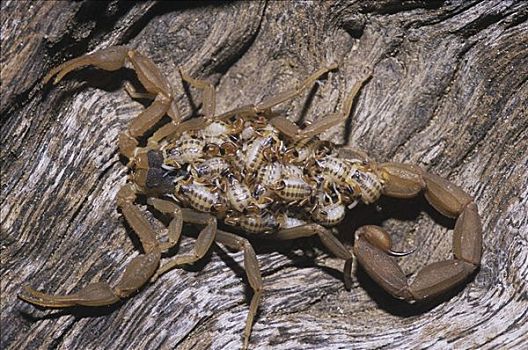 条纹,蝎子,雌性,原木上,瑞欧格兰山谷,德克萨斯,美国