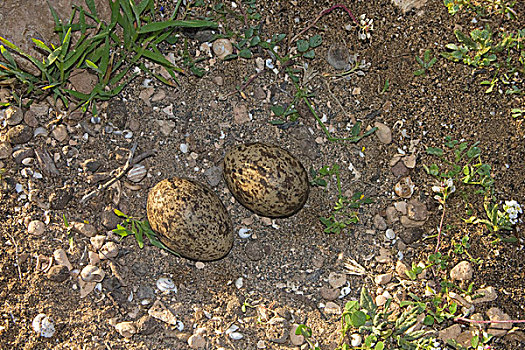 欧亚混血,两个,蛋,鸟窝,兰索罗特岛,加纳利群岛,西班牙,欧洲