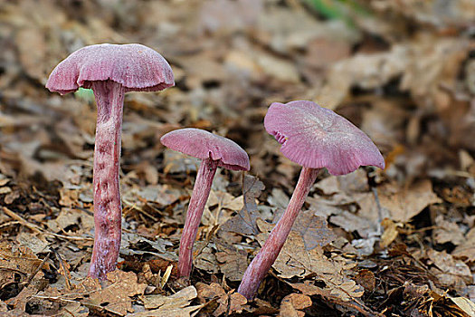 紫色,蘑菇,叶子,莱斯特,英格兰