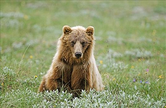 棕熊,德纳利国家公园和自然保护区,阿拉斯加,美国,北美