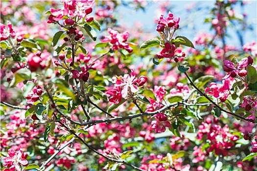 粉色,苹果树,花,春天