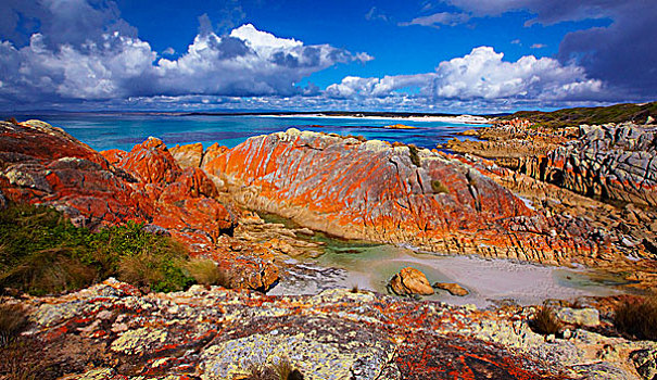 花冈岩,遮盖,橙色,苔藓,火焰湾,湾,塔斯马尼亚,澳大利亚