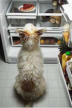 后视图,狗,看,肉排,打开,电冰箱