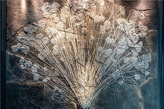国家海洋博物馆内的化石
