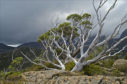 橡胶树,迷宫,正面,帕特侬神庙,山峦,奥弗兰,摇篮山,国家公园,塔斯马尼亚,澳大利亚