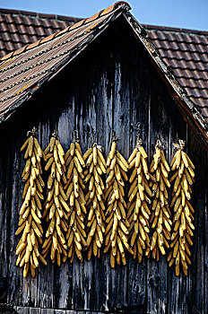 老玉米,悬挂,室外,干燥,木质,房子,阿尔萨斯,法国,欧洲