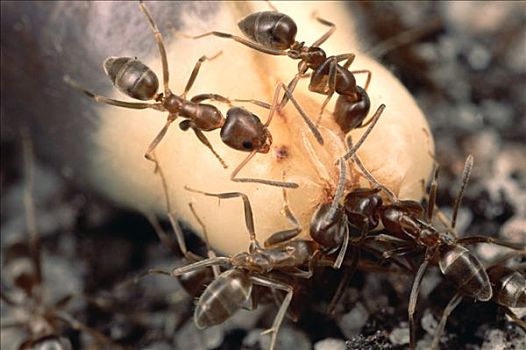 阿根廷,蚂蚁,群,进食,软,营养,尖,灌木,丢弃,种子,掩埋,危险,南非