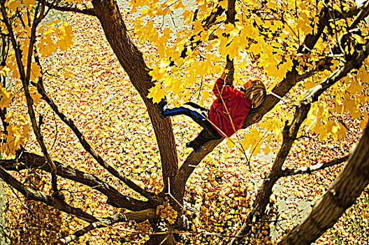孩子,金发,男孩,攀登,树,秋天