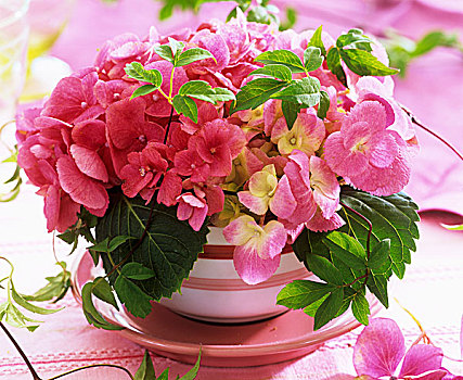 安放,粉色,八仙花属,铁线莲