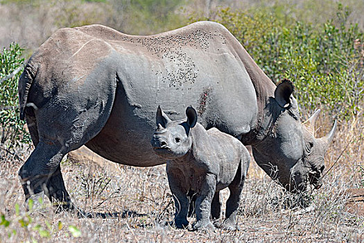 黑色,犀牛,成年,女性,幼兽,站立,干草,克鲁格国家公园,南非,非洲