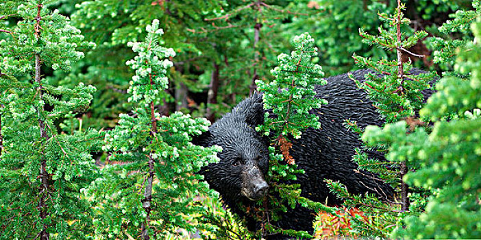 野生,黑熊,树林,不列颠哥伦比亚省,加拿大